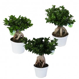 Bonsai Ficus Ginseng In Vaso Container