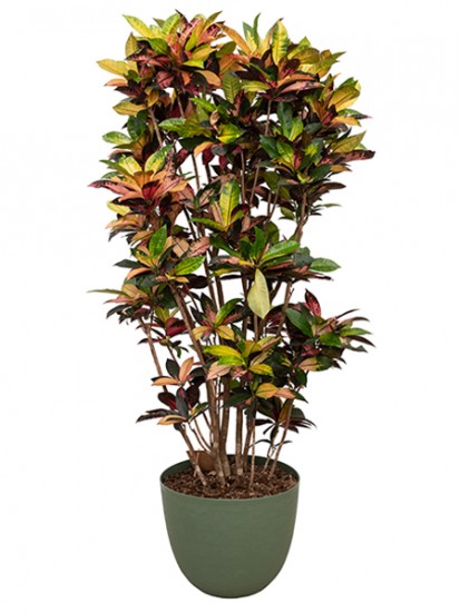 CROTON MRS. ICETON IN OVER D. 48 H. 200 CM 