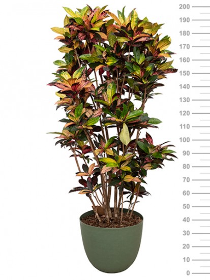 CROTON MRS. ICETON IN OVER D. 48 H. 200 CM 