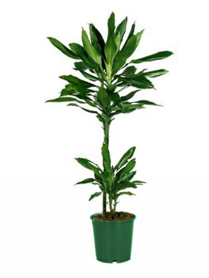 DRACAENA JANET LIND 45/15 IN CONTAINER D. 17 H 65 CM