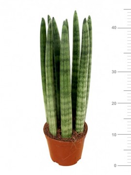 SANSEVIERIA CYLINDRICA CANDLE IN CONTAINER D. 11 H. 30 CM