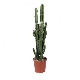 Succulenta E Cactus