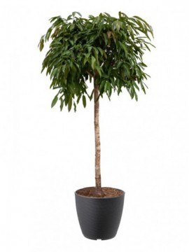 FICUS AMSTEL KING TRONCO 64'' IN RING D. 58 H. 310 CM