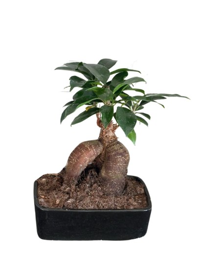 BONSAI FICUS GINSENG MINI IN VASO DI CERAMICA, L. 15 P. 10  H. 20 CM