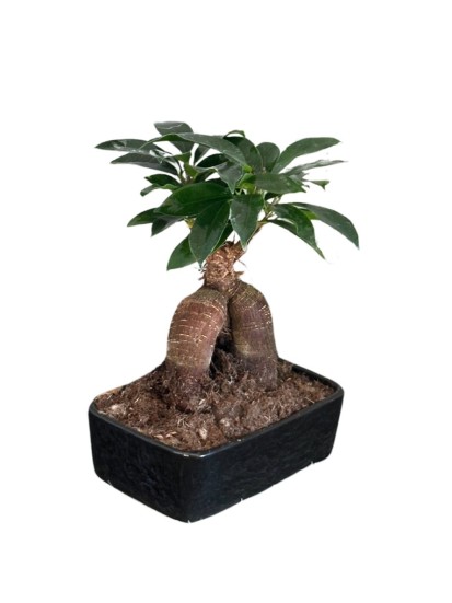 BONSAI FICUS GINSENG MINI IN VASO DI CERAMICA, L. 15 P. 10  H. 20 CM