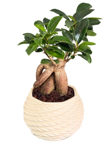 Bonsai F. Ginseng in vaso di ceramica "Carina" D. 10 cm H. 23 cm
