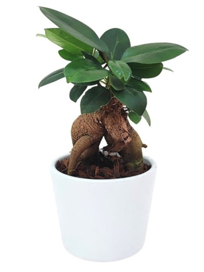 BONSAI F. GINSENG MINI IN CERAMICA D. 9 CM