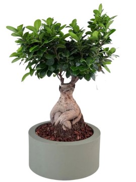 BONSAI F. GINSENG 750 gr VASO ECHO D. 25