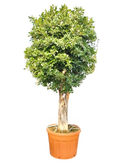 FICUS NITIDA IN MASTELLO D. 69 H. 270/300 CM