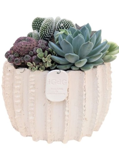 COMPOSIZIONE CON PIANTE GRASSE IN VASO ARTIGIANALE DAFNE L. 22 CM P. 16 CM H. 25 CM