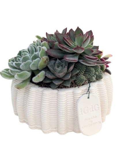 COMPOSIZIONE CON PIANTE GRASSE IN VASO ARTIGIANALE DIONISO CIOT D. 16 CM H. 15 CM
