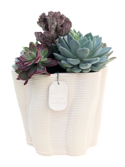 COMPOSIZIONE CON PIANTE GRASSE IN VASO ARTIGIANALE VENEZIA L. 21 CM P. 12.5 CM H. 27 CM