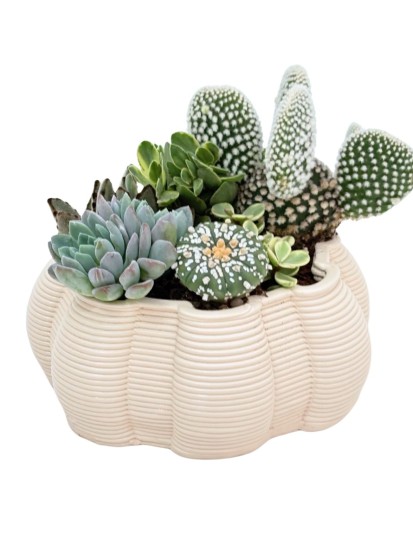 COMPOSIZIONE DI PIANTE GRASSE IN VASO ARTIGIANALE IRIS D. 15 CM
