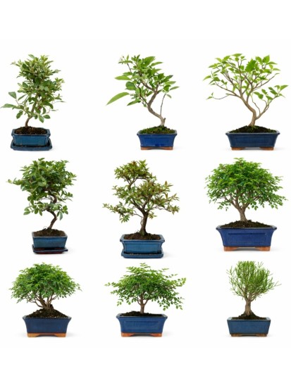 BONSAI MISTI 7-5-6 ANNI
