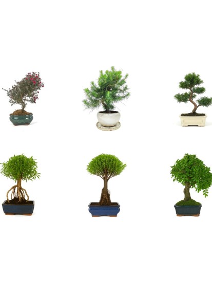 BONSAI MISTI 9-8 ANNI