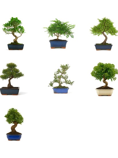 BONSAI MISTI 12-10 ANNI