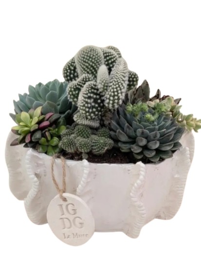 COMPOSIZIONE CON PIANTE GRASSE IN PENELOPE D. 18 CM H. 15 CM