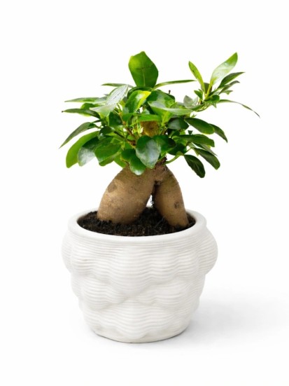 BONSAI FICUS GINSENG IN VAO ARTIGIANALE ALBA D. 10 H. 21 CM
