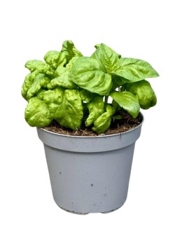BASILICO NAPOLETANO D. 14 H. 20 CM