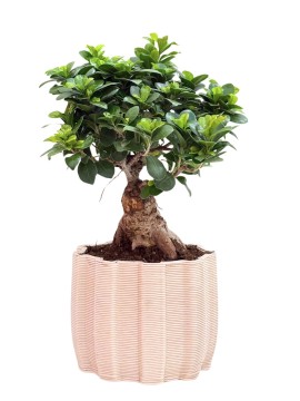 BONSAI F. GINSENG IN VASO ARTIGIANALE ARES L 23.5 P. 16.5 H. 52 CM