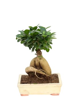 BONSAI F. GINSENG IN VASO AMIR L. 20,5 P. 15,5 H. 34 CM