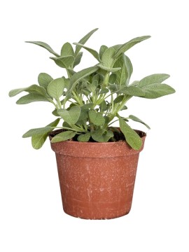 SALVIA MAXIMA D. 14 H. 30 CM