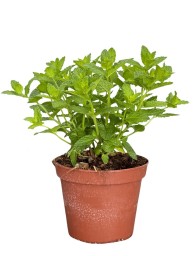 MENTA D. 14 H. 30 CM