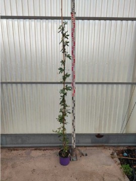 PASSIFLORA D. 18 H. 210 CM