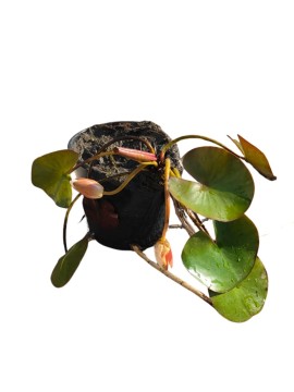 NINFEA (PIANTA ACQUATICA) D. 16 CM