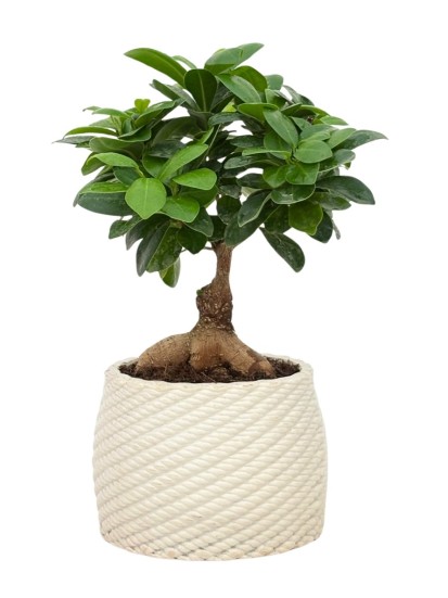 Bonsai ficus ginseng in vaso artigianale Carina D. 14 cm