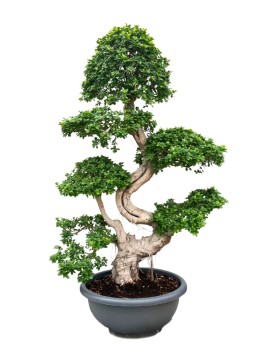 BONSAI MICROCARPA D. 80 CM H. 240 CM