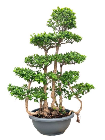 BONSAI MICROCARPA D. 80 CM H.  230 CM 
