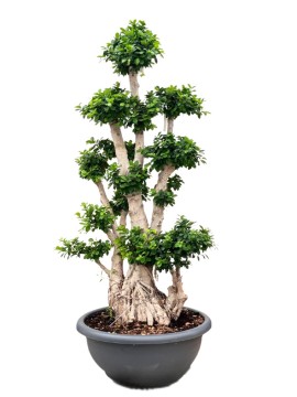 BONSAI MICROCARPA D. 80 CM H. 230 CM