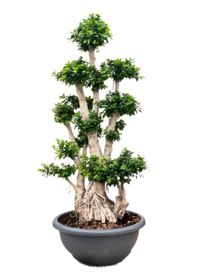 BONSAI MICROCARPA D. 80 CM H. 230 CM