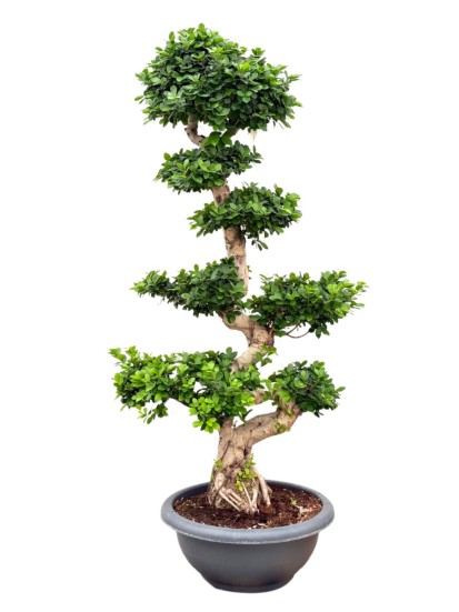 BONSAI MICROCARPA D. 60 H. 210 CM