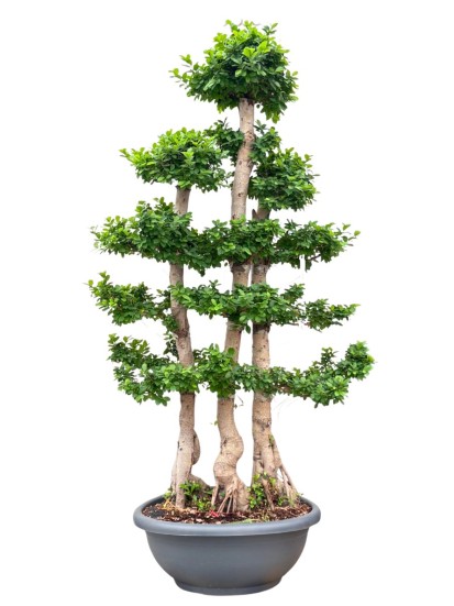 BONSAI MICROCARPA D. 80 CM H. 260 CM