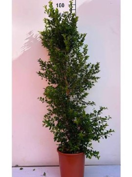 EUGENIA MYRTIFOLIA NEW PORT D. 24 H. 90 CM