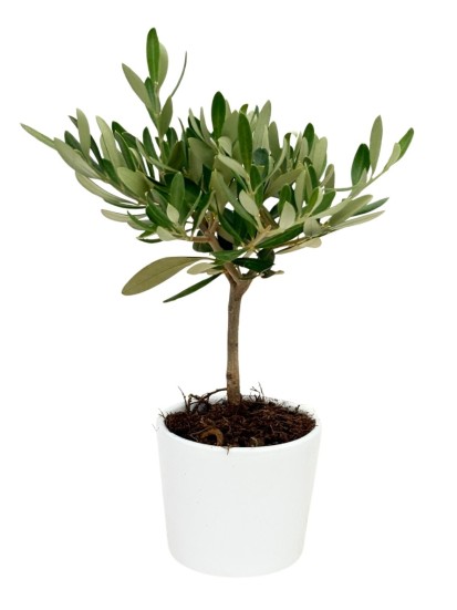 OLIVO BONSAI IN DALLAS D.10 H. 20 CM