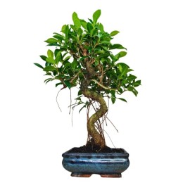 Bonsai, Piccole Dimensoni