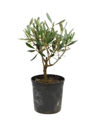 OLIVO BONSAI IN VASO PLASTICA D.12 H. 30 CM 
