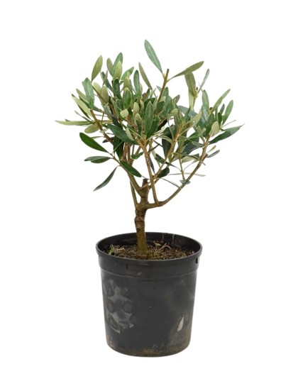 OLIVO BONSAI IN VASO PLASTICA D.12 H. 30 CM