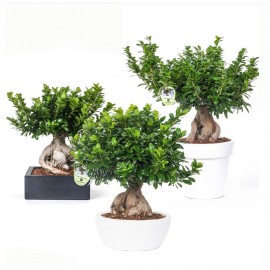 Bonsai Ficus Ginseng 3000 G