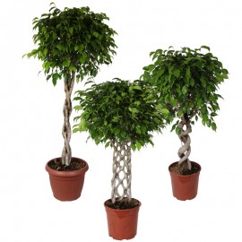 Ficus In Vaso Container