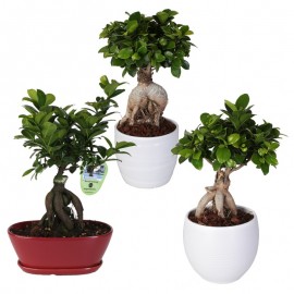 Bonsai Ficus Ginseng 250 G