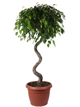 FICUS EXOTICA SPIRAL IN CONTAINER D. 45 H. 160