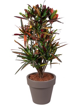 CROTON MAMEY 24&quot; IN STANDARD ONE D. 30 CM
