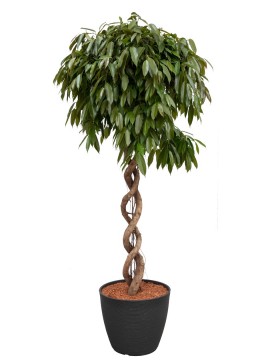 FICUS AMSTEL KING DOUBLE SPIRAL IN RING D. 57 H. 240 CM