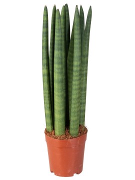 SANSEVIERIA CYLINDRICA CANDLE IN CONTAINER D. 13 H. 50 CM