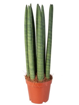 SANSEVIERIA CYLINDRICA CANDLE IN CONTAINER D. 15 H. 60 CM