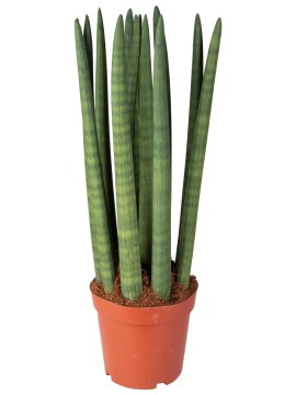 SANSEVIERIA CYLINDRICA CANDLE IN CONTAINER D. 18 H. 60 CM 
